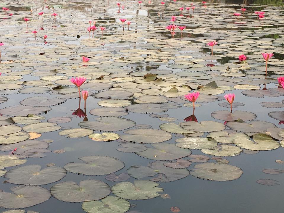 Lotus Pond